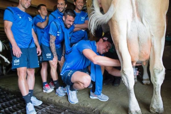 Ζυρίχη: Άρμεξαν αγελάδα οι παίκτες!