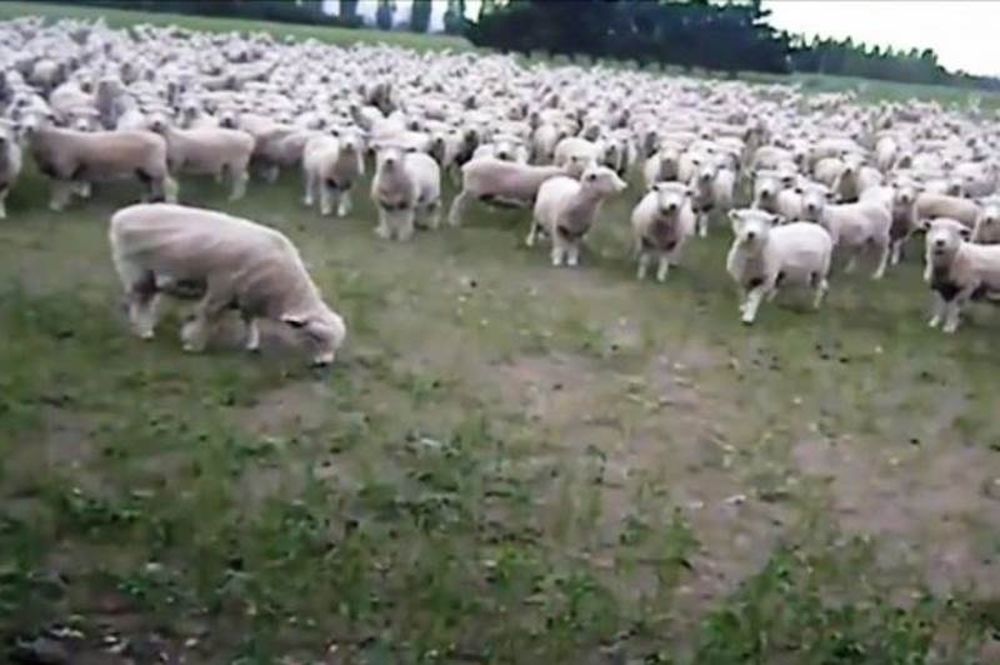 Επικό βίντεο: Και τα πρόβατα... διαμαρτύρονται!