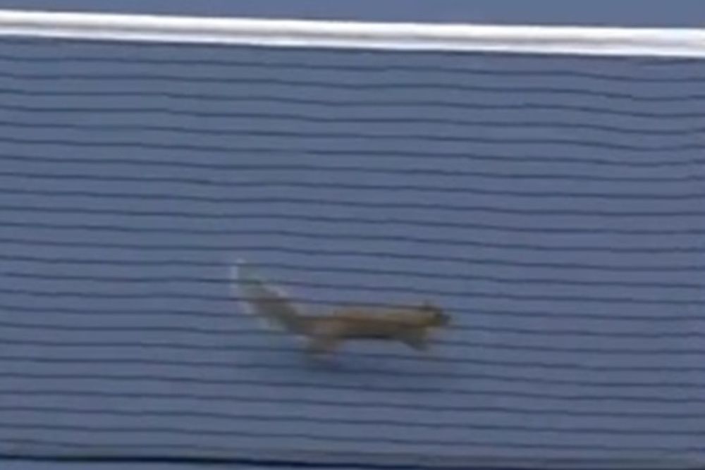 US Open: Ο σκίουρος ξαναχτύπησε! (videos)