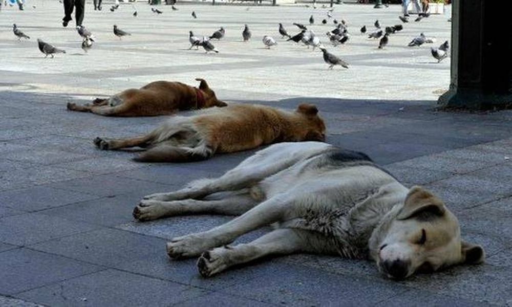 Τρίπολη: Ασυνείδητοι έριξαν δηλητηριασμένη τροφή και θανάτωσαν αδέσποτα σκυλιά