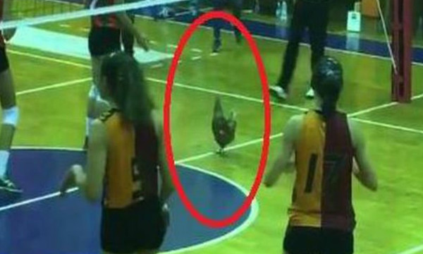Απίστευτο! Κότα διέκοψε αγώνα βόλεϊ!