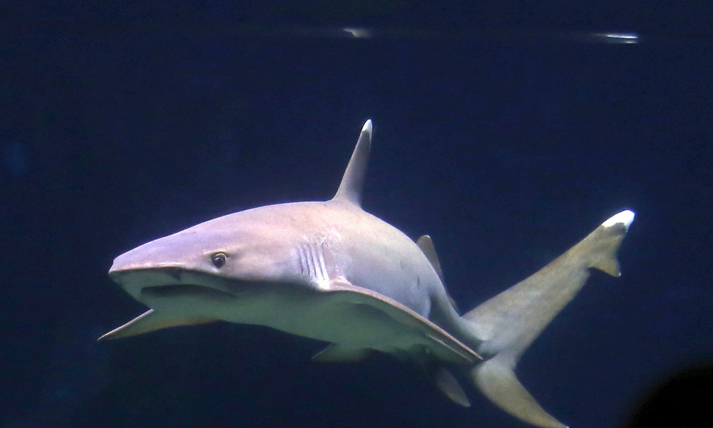 Τρομακτικό βίντεο: Καρχαρίας επιτέθηκε σε σέρφερ αλλά μάλλον το… μετάνιωσε! 