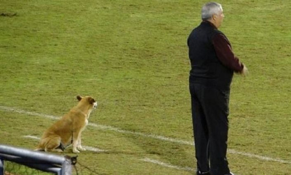 Ο καλύτερος βοηθός του προπονητή είναι ο… σκύλος του! (photos)