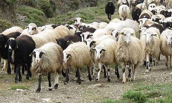 Τα… πρόβατα που έκαναν «ντου» στον Μαραθώνιο (video)
