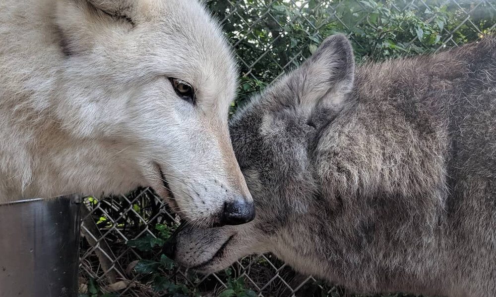 Εγκατέλειψαν λυκόσκυλο σε αγέλη λύκων και δεν θα πιστεύεις τι έγινε… (photos)