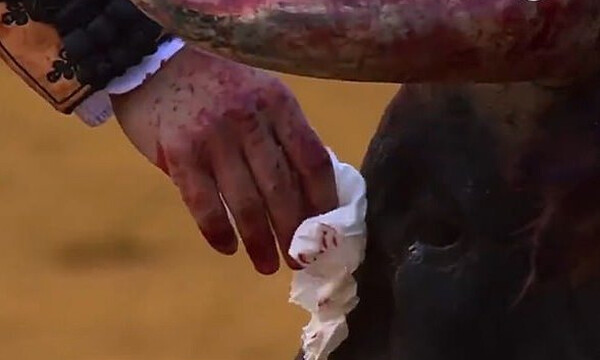 Ταυρομάχος σκουπίζει το αίμα από πληγωμένο ταύρο πριν τον σκοτώσει και προκαλεί σάλο (photos+video)