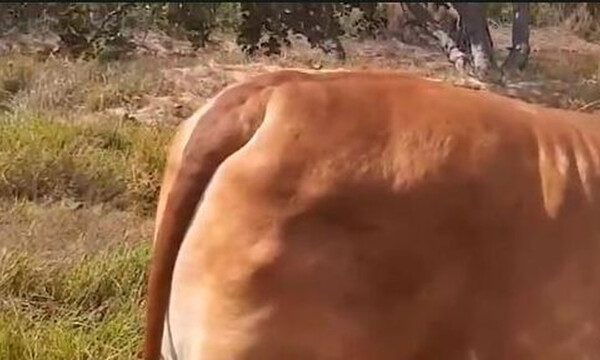 Δείτε το βόδι-μονόκερο που ζει στη Βραζιλία (video)