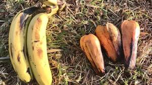 Μπανάνα της Αιθιοπίας: Είναι η «λάθος μπανάνα» η λύση για την κλιματική αλλαγή;