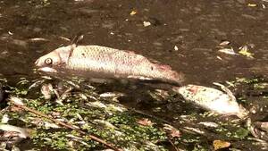 «Νεκρά ψάρια παντού»: Φόβοι για περιβαλλοντική καταστροφή στον ποταμό Όντερ