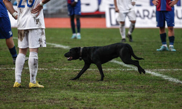 Γ’ Εθνική: Σκύλος εισέβαλε σε ματς και το διέκοψε δύο φορές (photos+video)