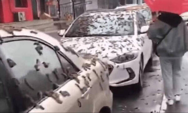 Κίνα: «Βροχή σκουληκιών» στο Πεκίνο – Το βίντεο που έγινε viral