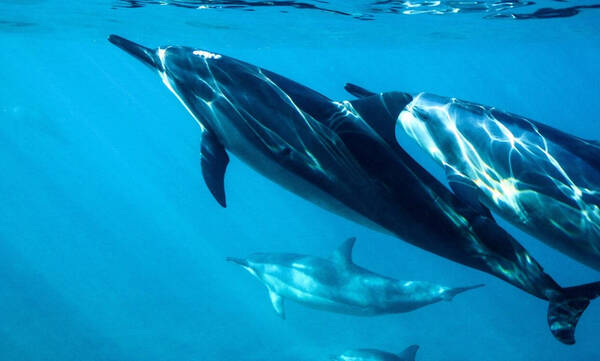 Έντονη ανησυχία για τα νεκρά δελφίνια στο Αιγαίο - Οι ευθύνες και ο ρόλος της Τουρκίας